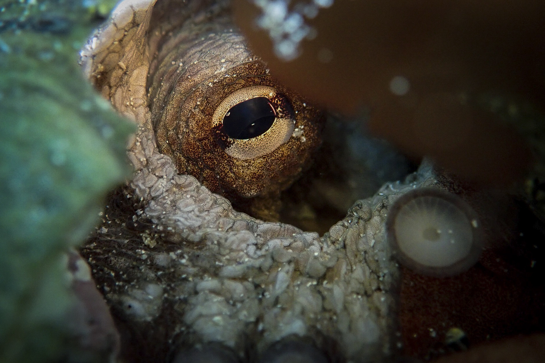 My Octopus Teacher (2020)  - My Octopus Teacher (2020) บทเรียนจากปลาหมึก