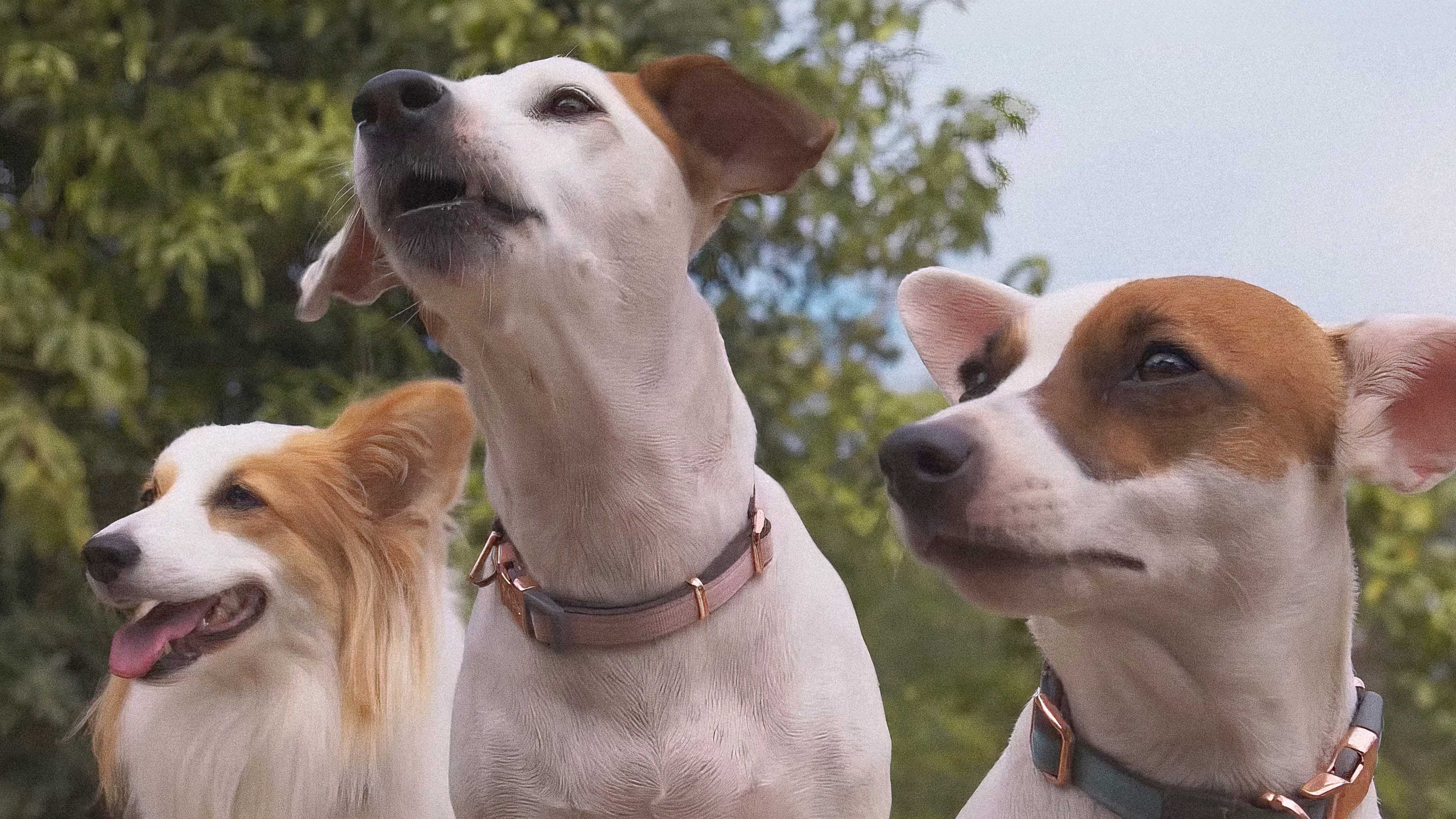 Darkdog Lockdown (2024)  - คุณตูบสายดาร์ก ปิดเมืองกัด (2024)