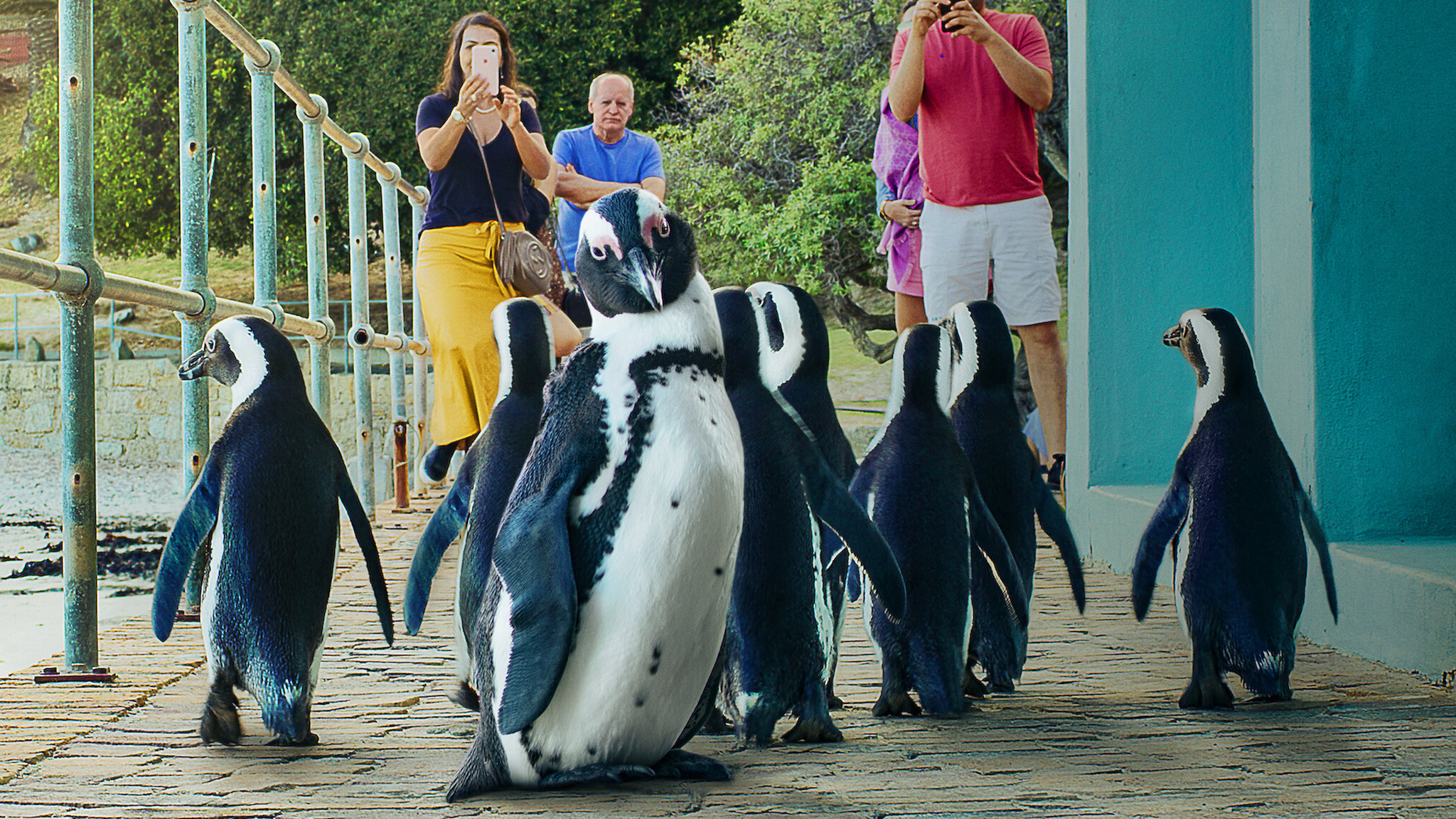 Penguin Town Season 1 (2021)  - Penguin Town Season 1 (2021) เพนกวิน ทาวน์