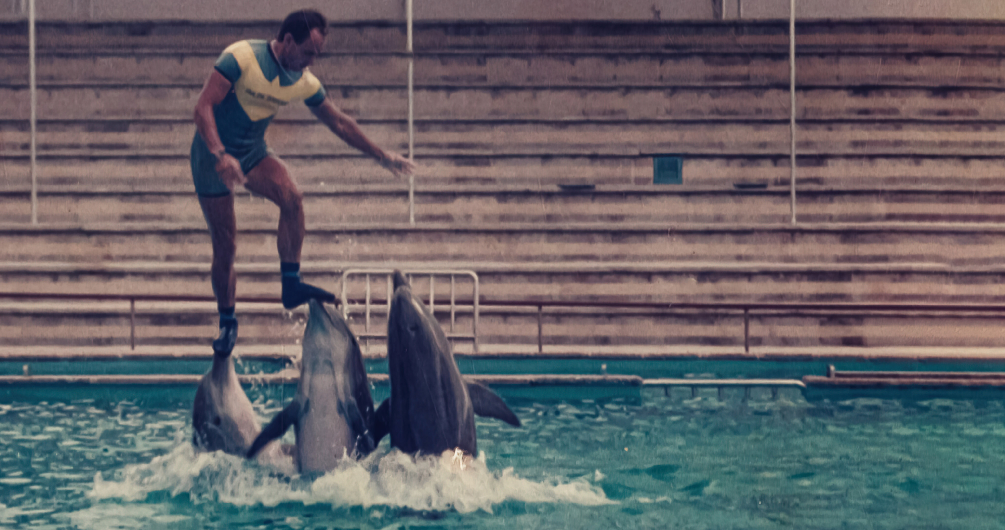 The Last Dolphin King (2022) - The Last Dolphin King (2022) ราชาโลมาคนสุดท้าย