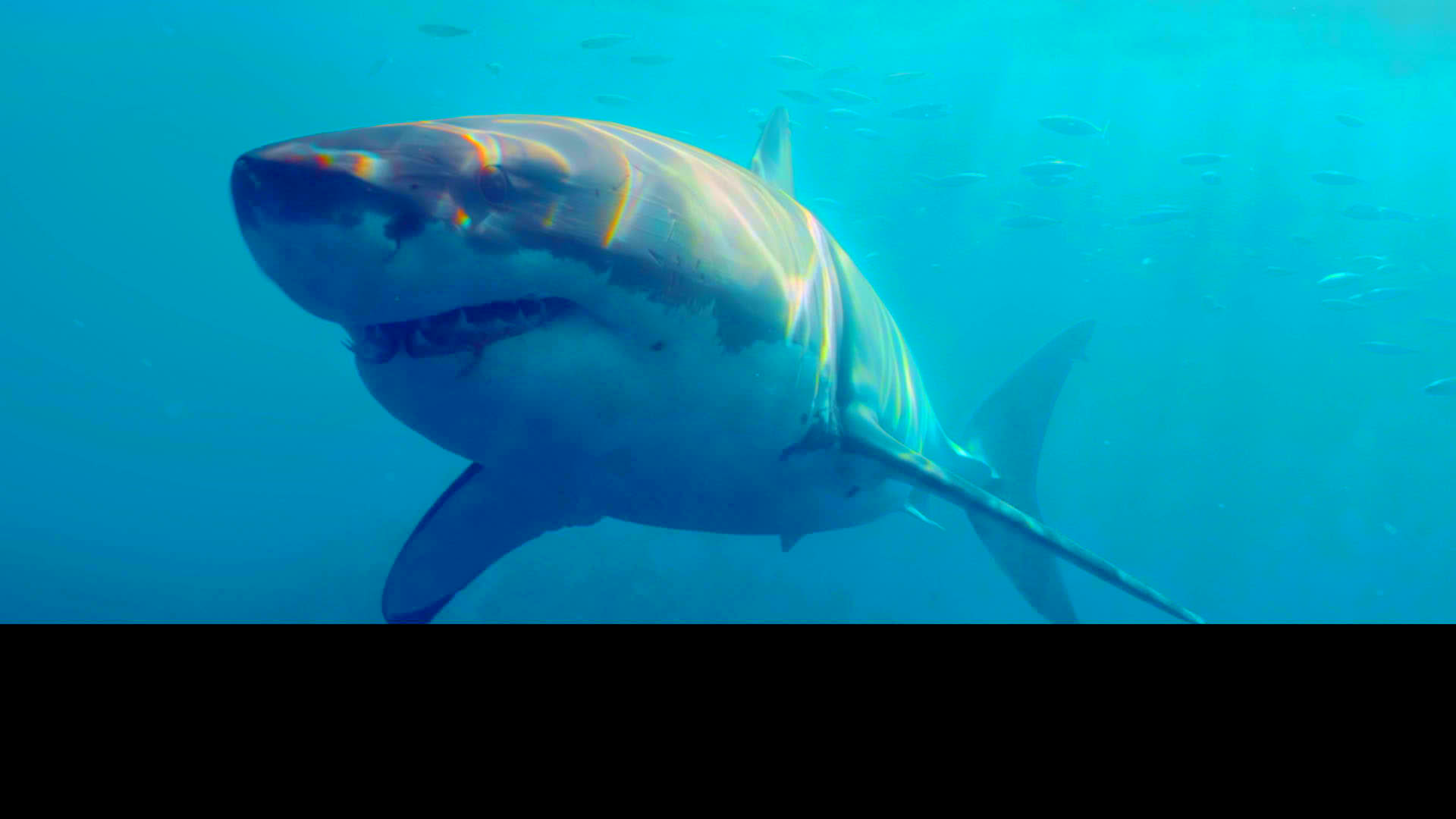 The Reef Stalked (2022) - The Reef Stalked (2022)