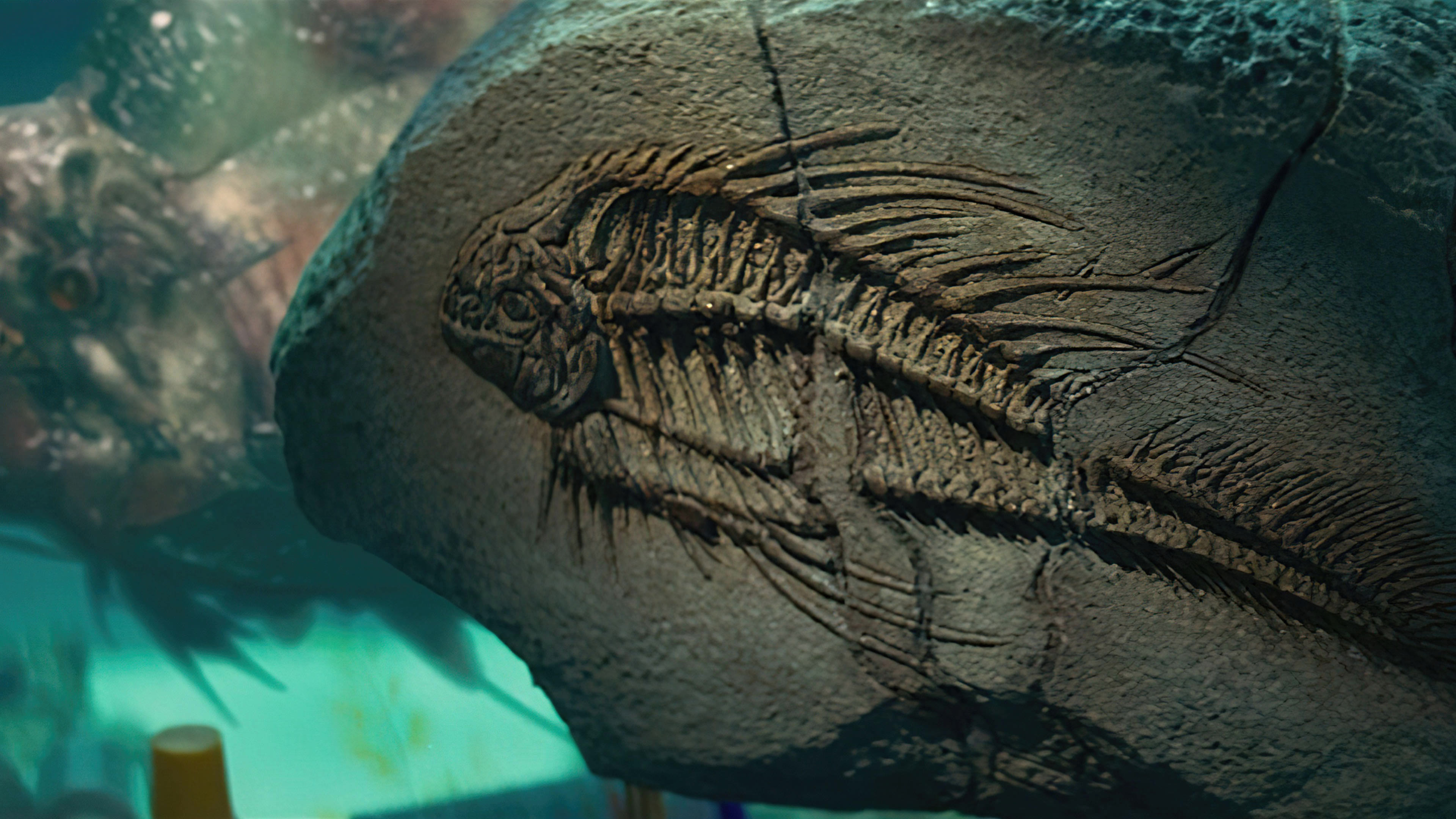 Piranha 3D (2010) -4- - Piranha 3D (2010) ปิรันย่า กัดแหลกแหวกทะลุ