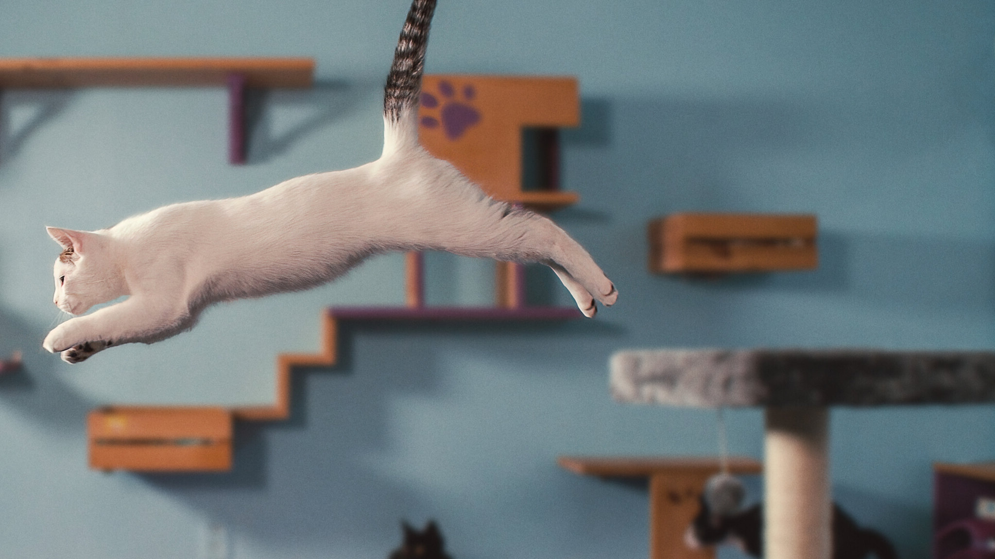 Inside the Mind of a Cat (2022) - Inside the Mind of a Cat (2022) คิดแบบแมวๆ