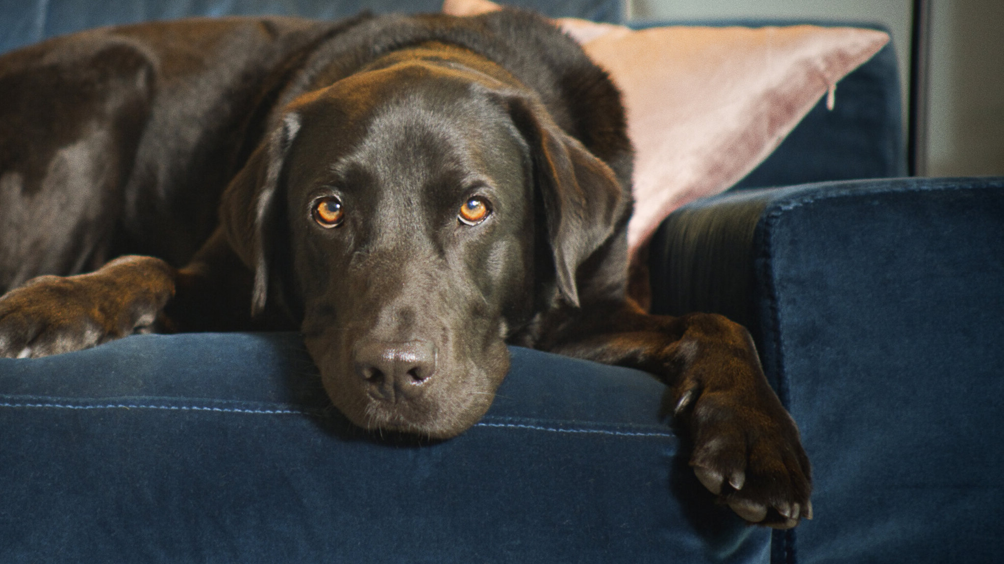 The Hidden Lives of Pets Season 1 (2022) - The Hidden Lives of Pets Season 1 (2022) ชีวิตลับสัตว์เลี้ยง