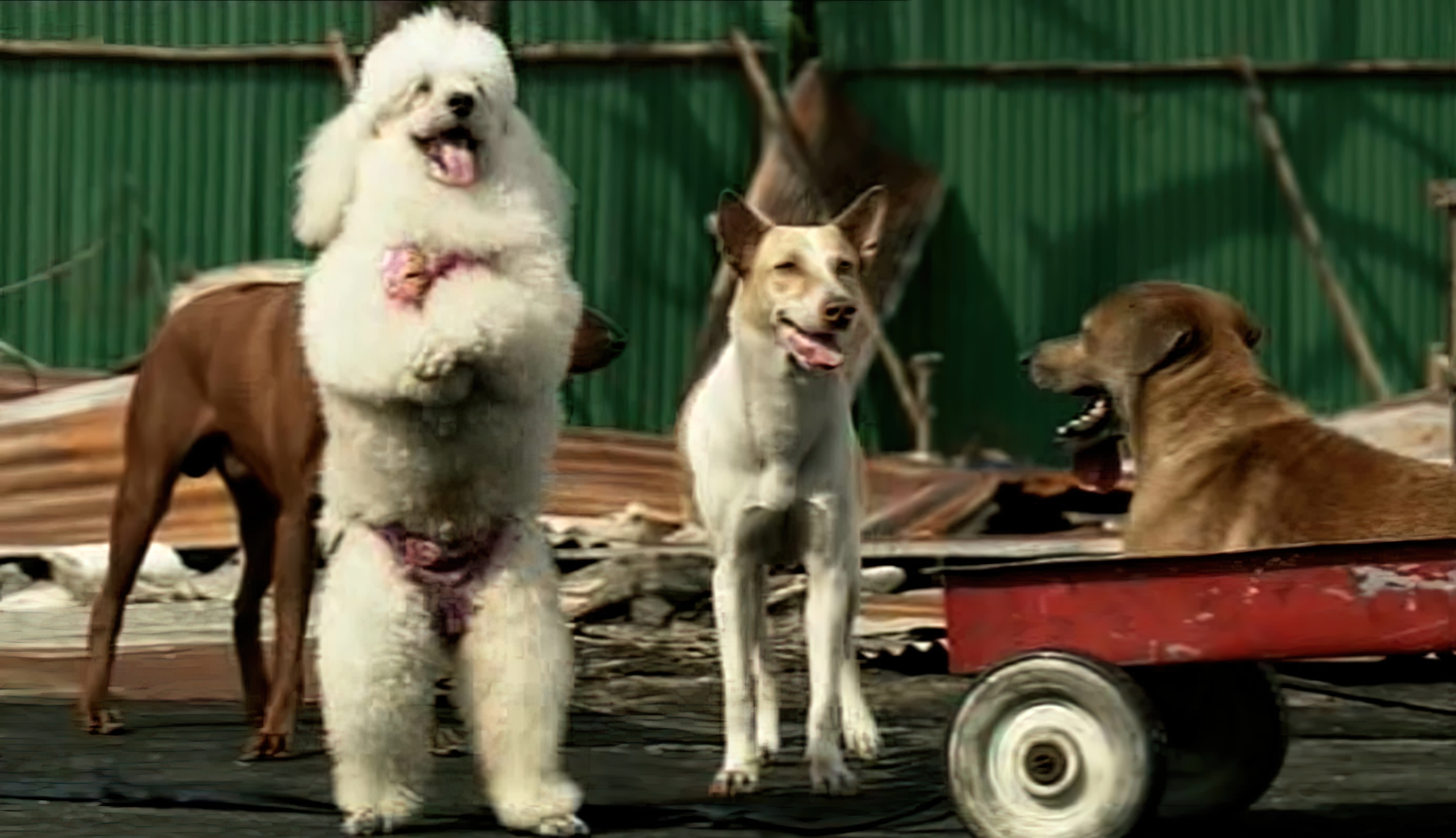 Ma Mha มะ หมา 1 - Ma Mha มะ หมา 1