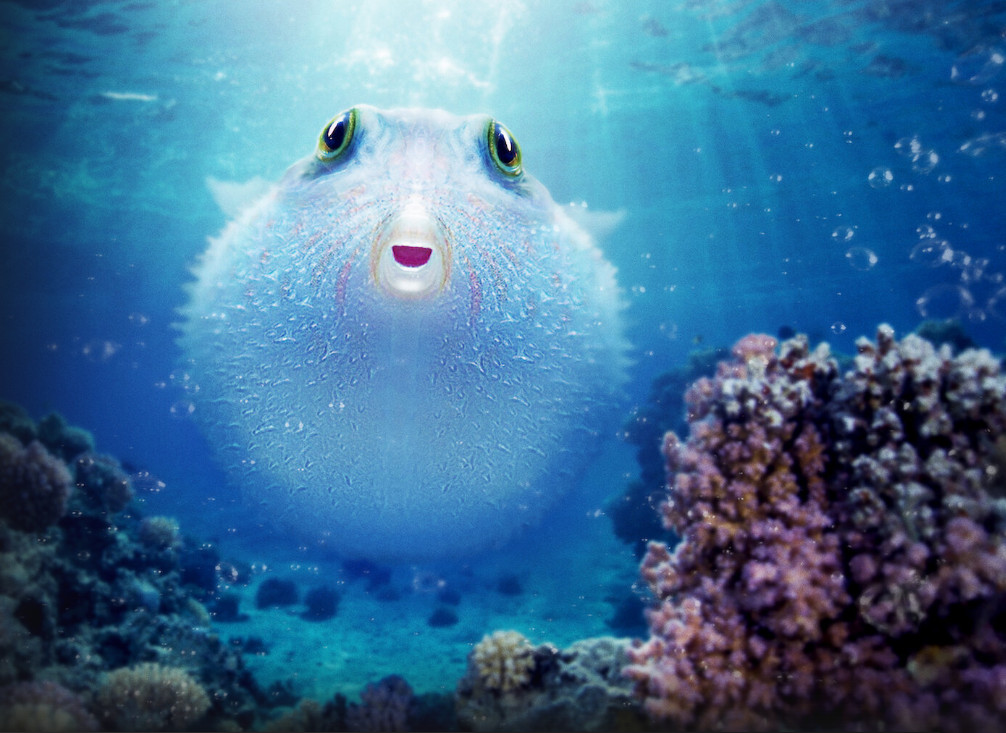 Puff Wonders of the Reef (2021) - Puff Wonders of the Reef (2021) พัฟฟ์ มหัศจรรย์แห่งปะการัง