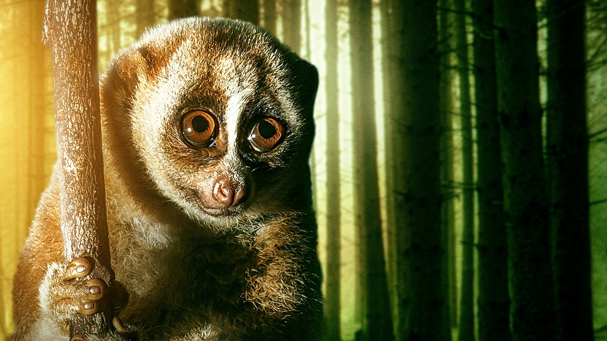 72 Dangerous Animals Asia (2018) - 72 Dangerous Animals Asia (2018) 72 สัตว์อันตราย เอเชีย