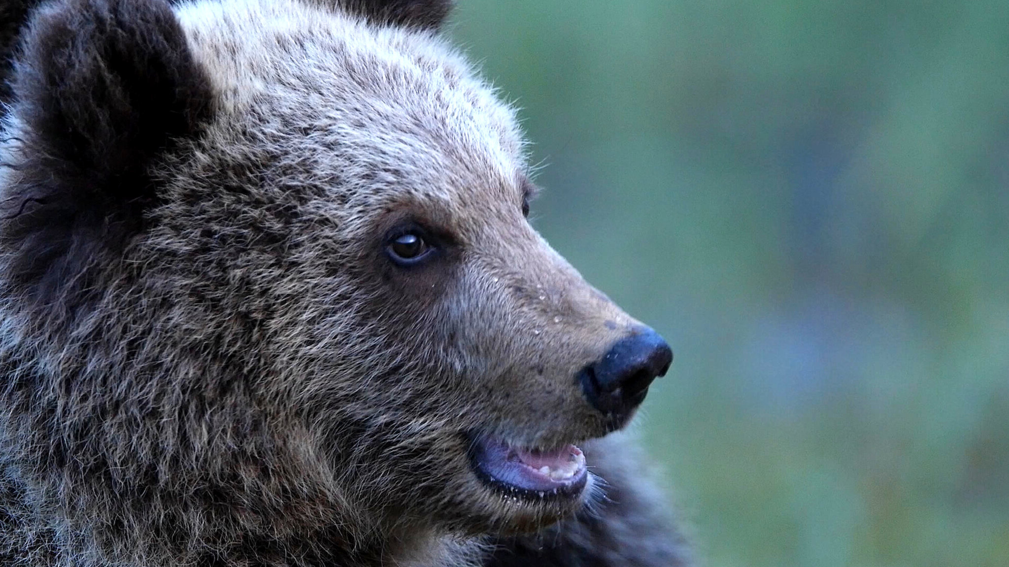 72 Cutest Animals (2016) - 72 Cutest Animals (2016) 72 เรื่องน่ารัก สัตว์น่ารู้