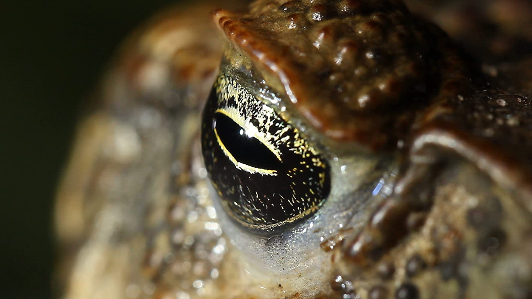 72 Dangerous Animals Australia (2014) - 72 Dangerous Animals (2014) 72 สัตว์อันตรายในออสเตรเลีย