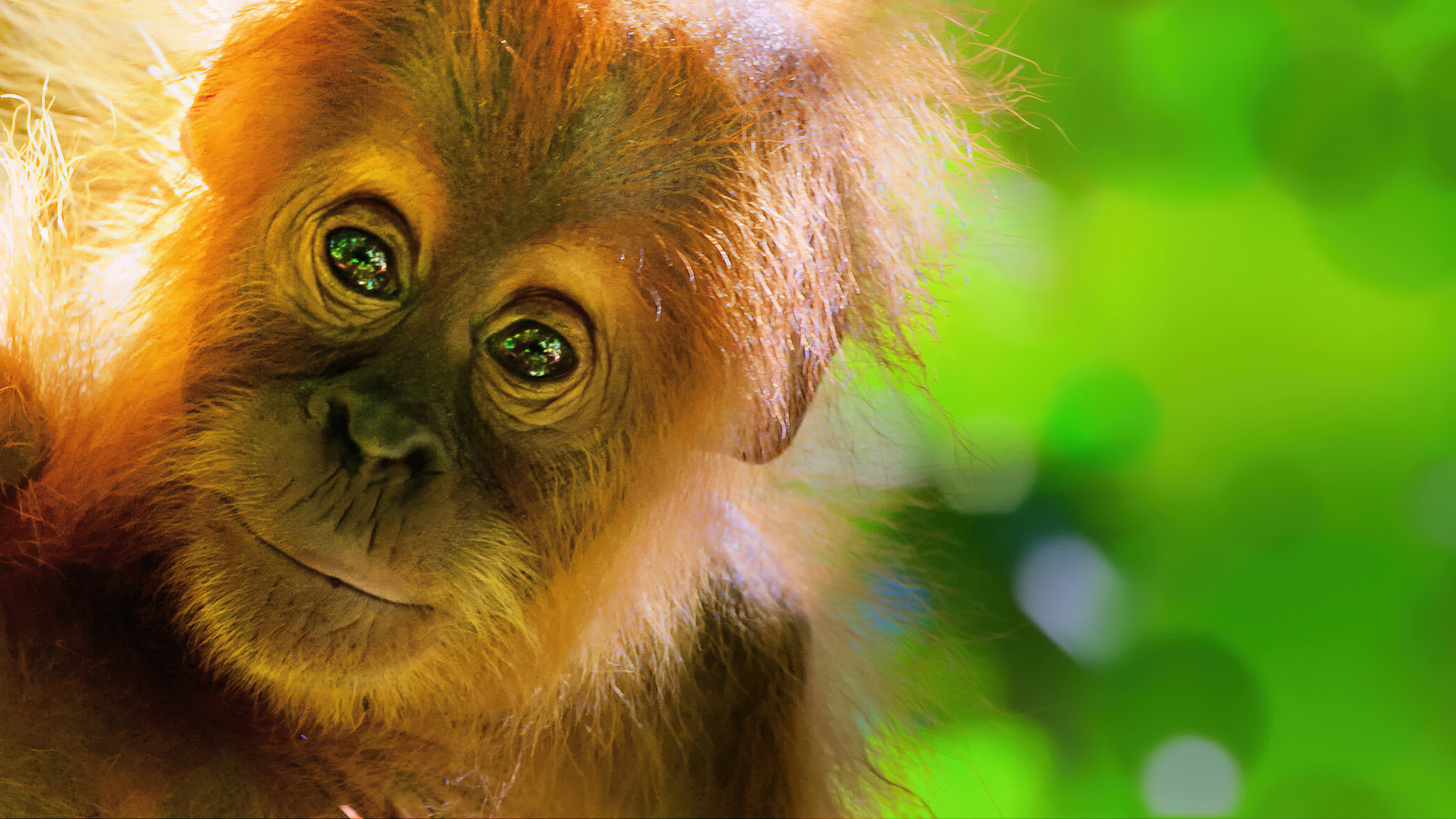 Our Planet Season 1 (2019) - Our Planet Season 1 (2019) โลกของเรา