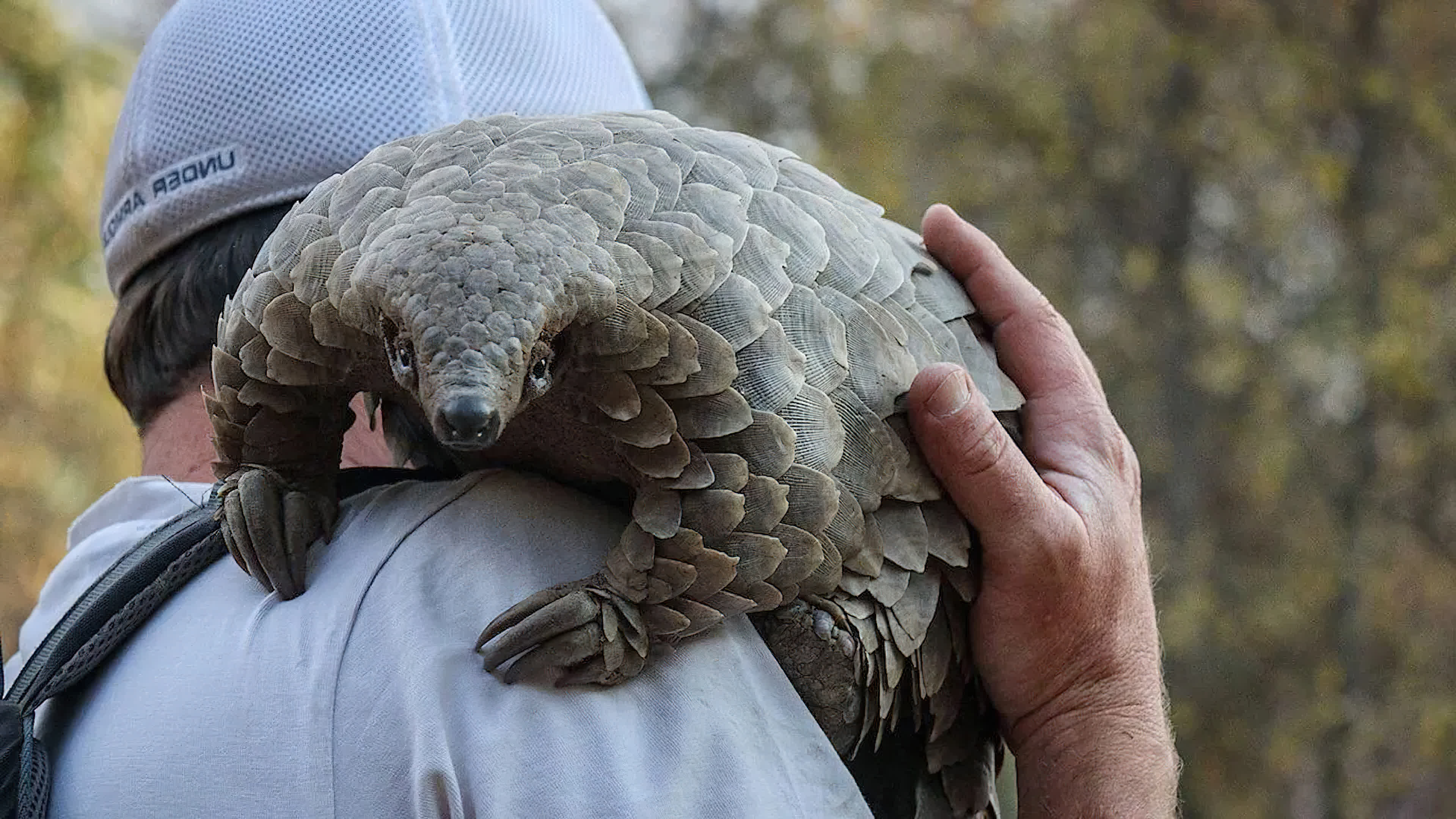 Pangolin (2025) การเดินทางของคูลู