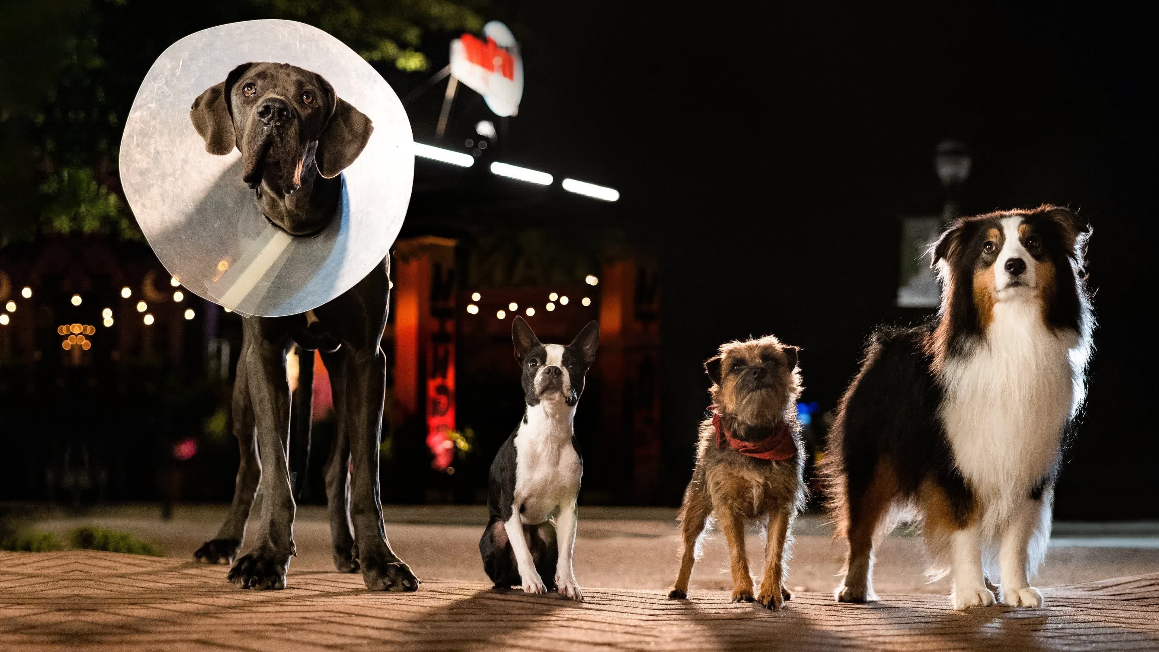 Strays (2023)  - Strays (2023) ชีวิตหมาต้องไม่หมา