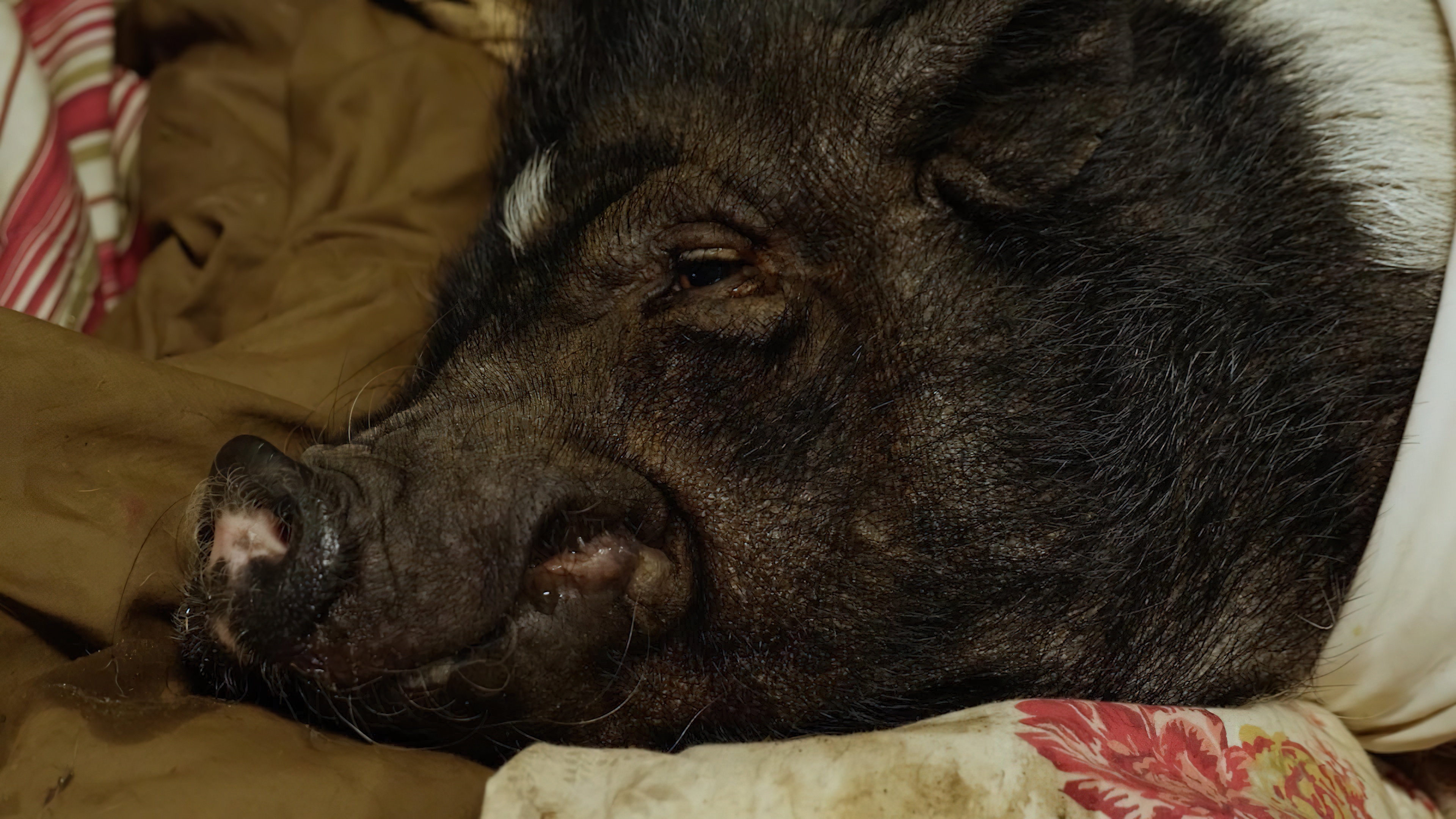 Elvis the Pig (2022)