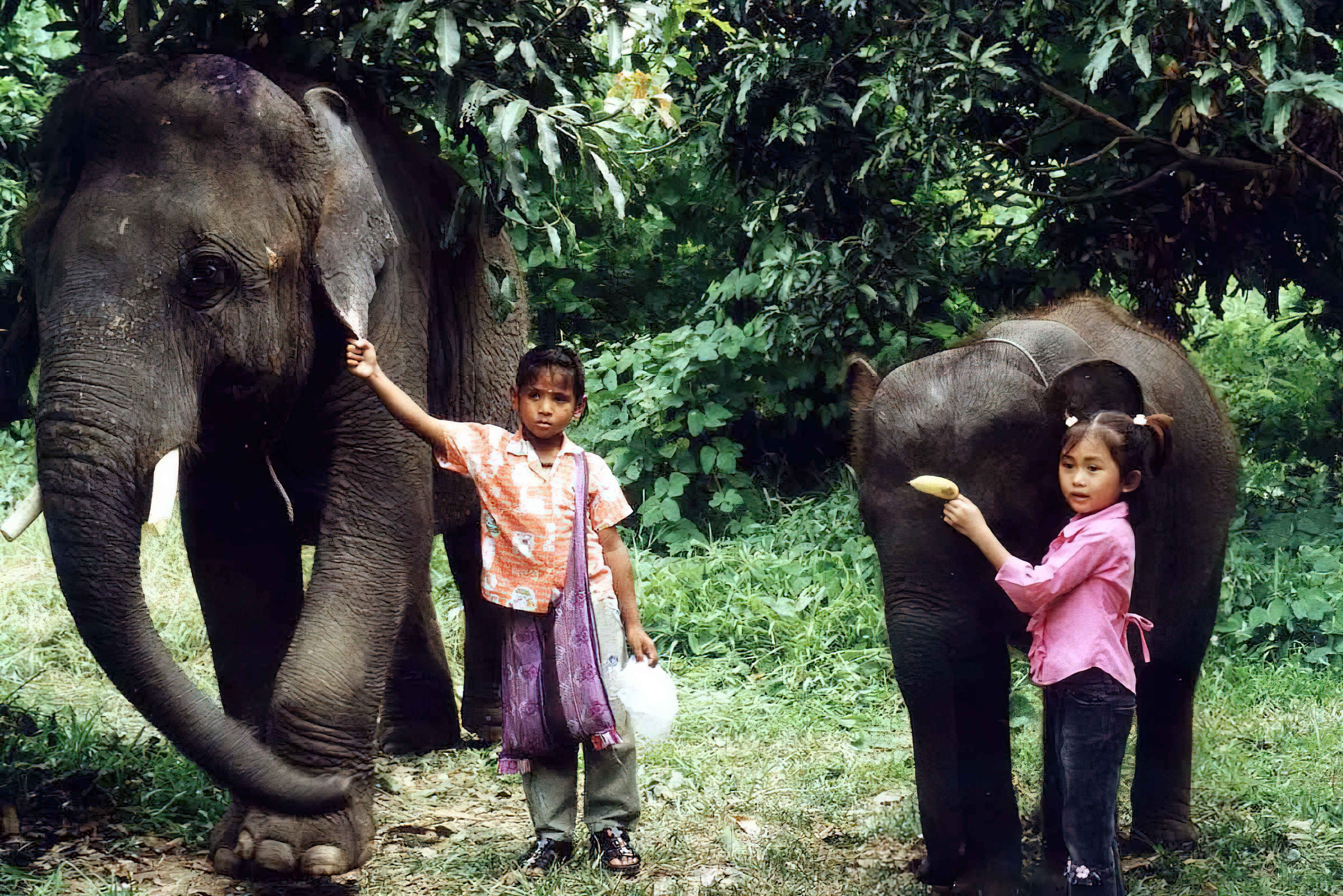 Haathi mere Saathi (1971) ช้างเพื่อนแก้ว - ช้างเพื่อนแก้ว (1971)