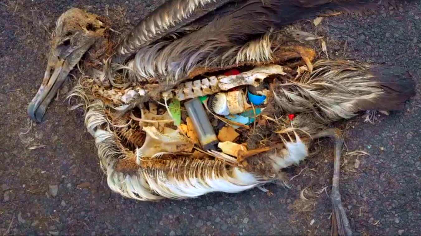 A Plastic Ocean (2016) - A Plastic Ocean (2016) ห้วงสมุทรพลาสติก