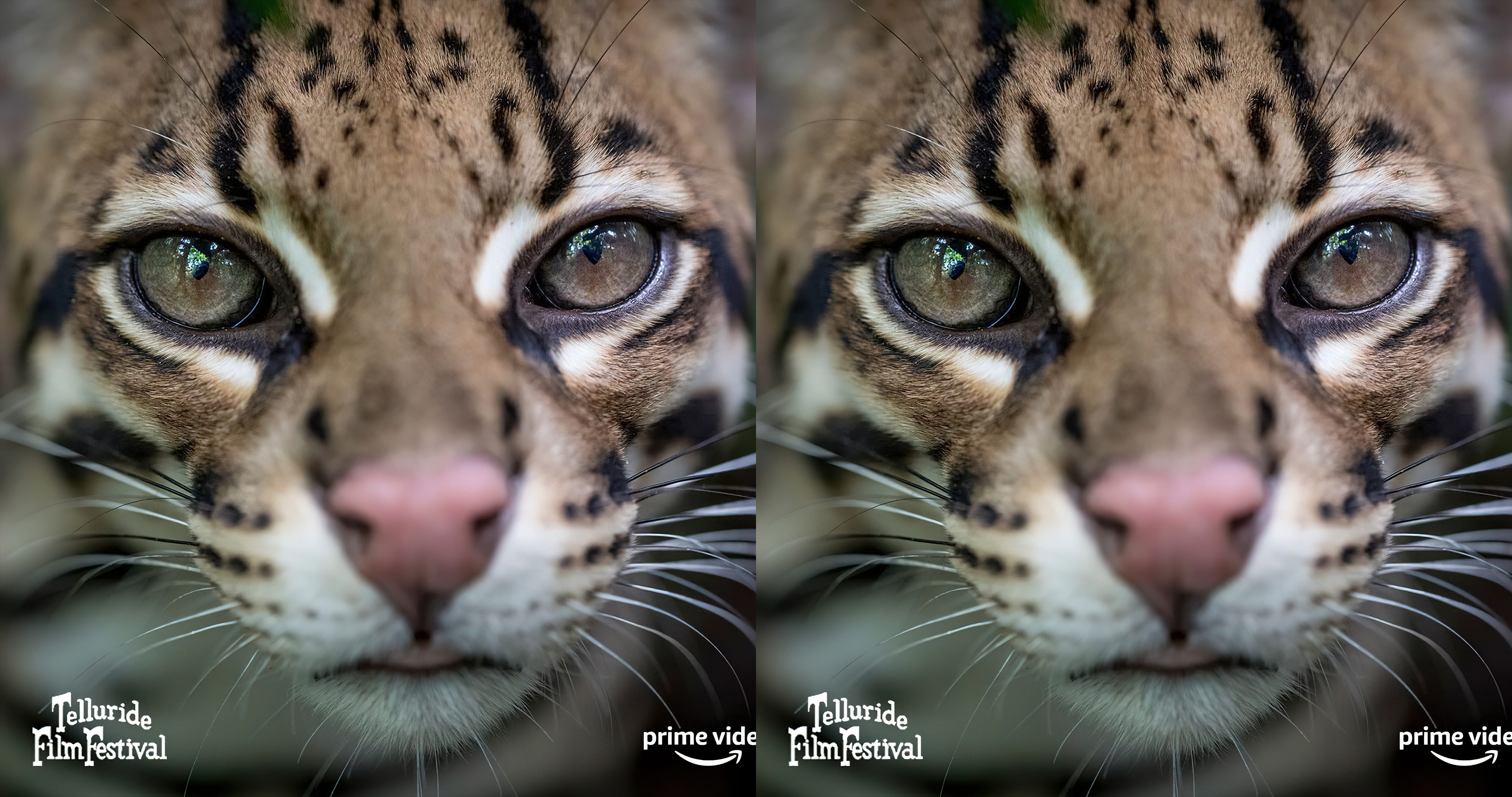 Wildcat (2022) - Wildcat (2022)