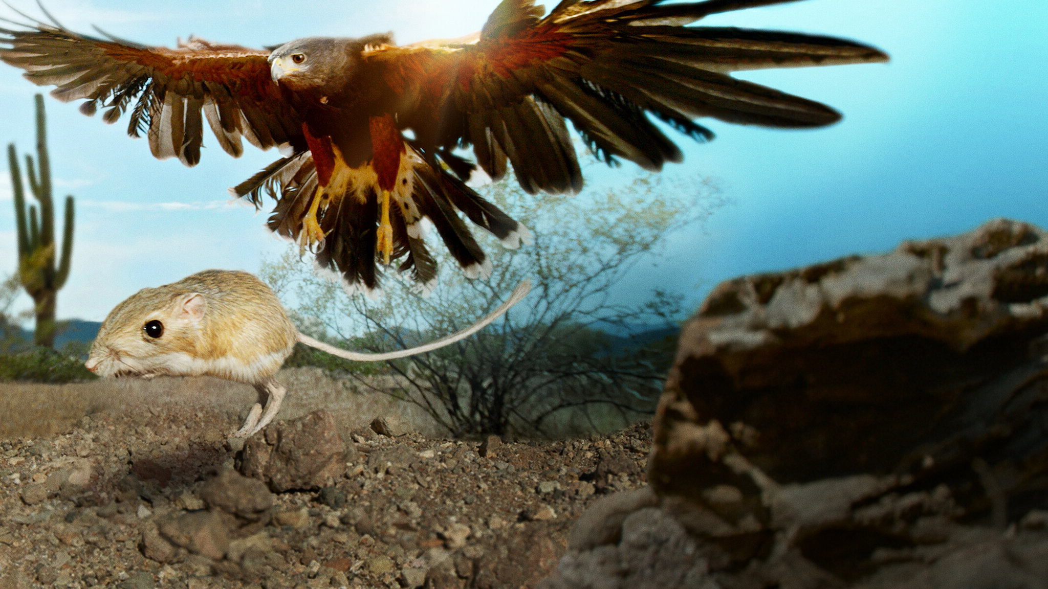 Tiny Creatures Season 1 (2020)  - Tiny Creatures Season 1 (2020) ส่องโลกสัตว์เล็ก