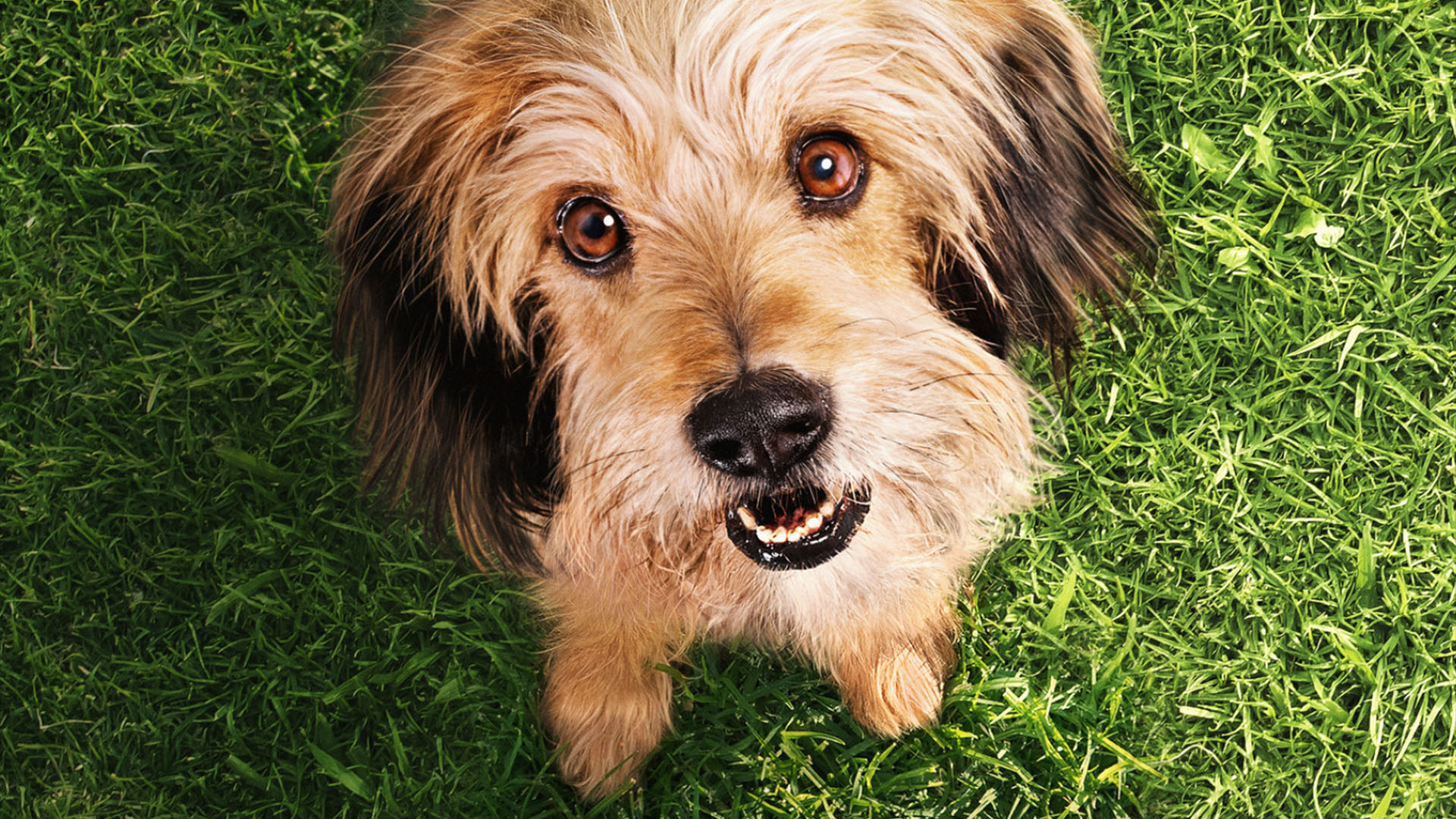 Benji (2018) - Benji (2018)