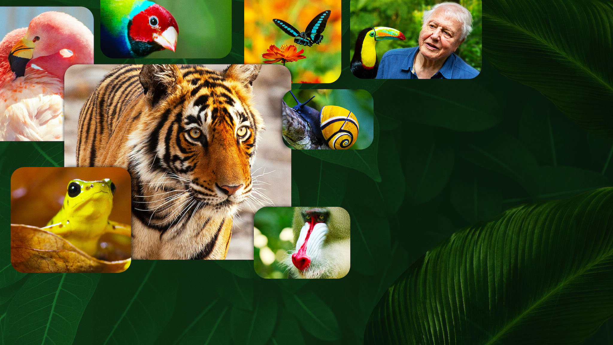 Life in Colour with David Attenborough Season 1 (2021)  - ชีวิตมีสีสันกับเดวิด แอทเทนเบอเรอห์ (2021)