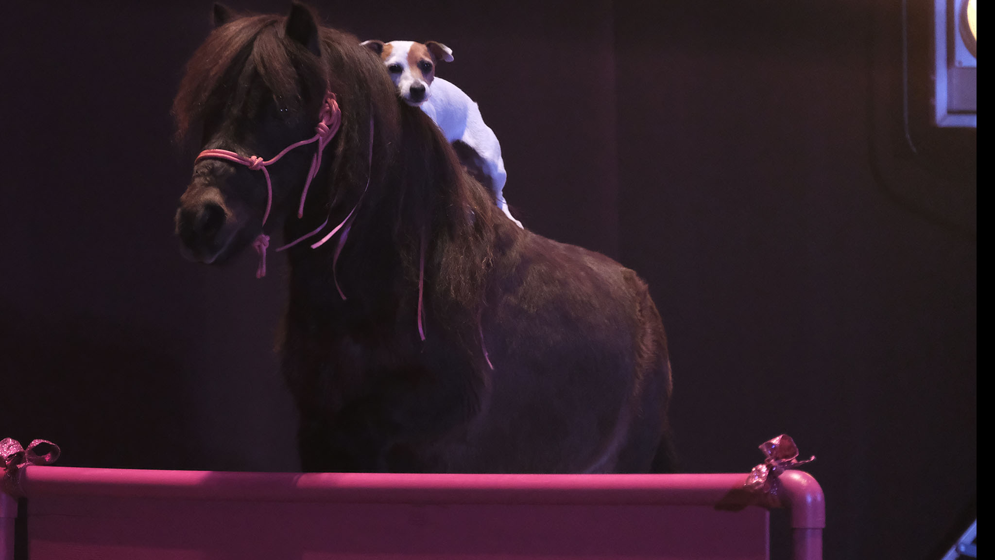 Adventures of Dally & Spanky (2019)  - Adventures of Dally & Spanky (2019)