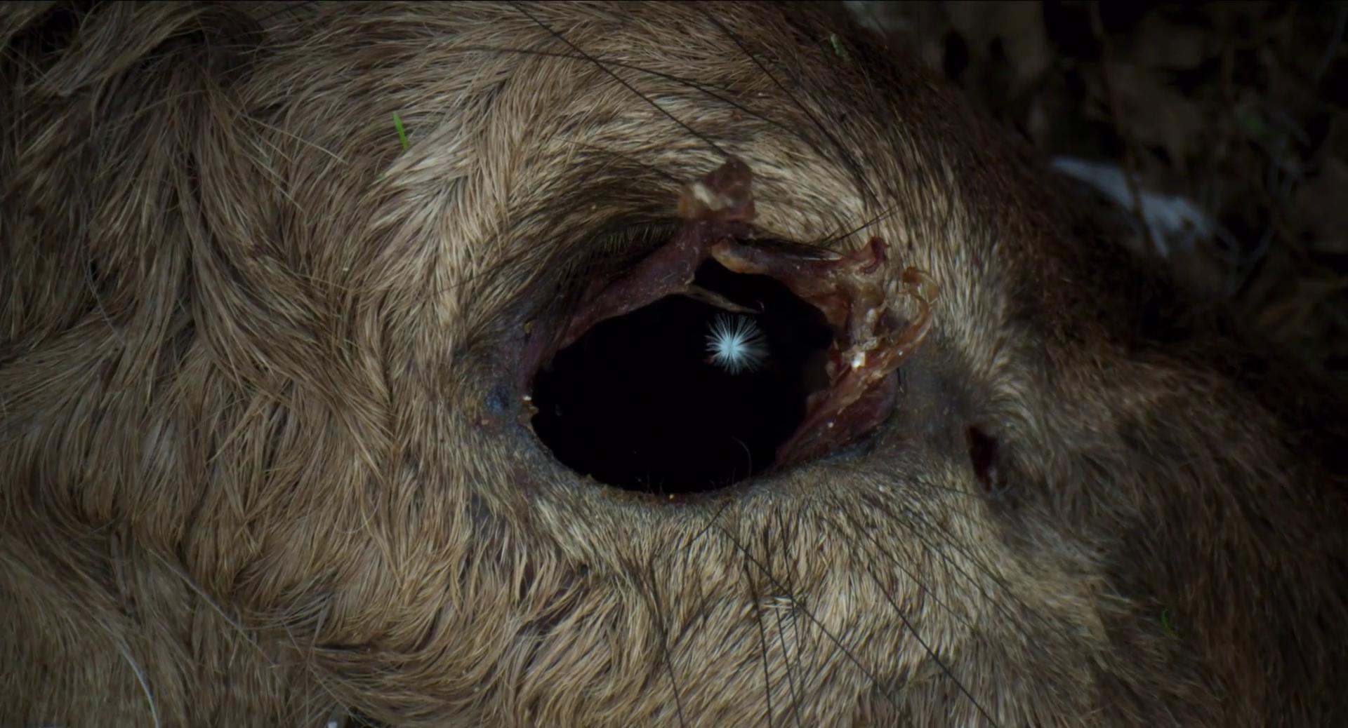 Men (2022) - Men (2022)